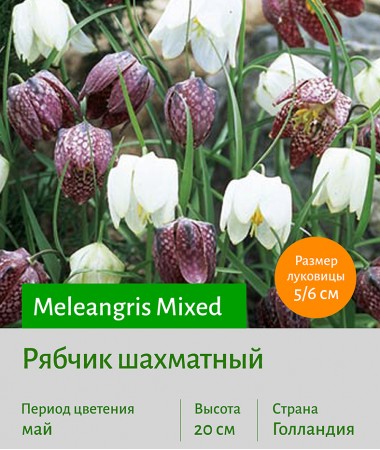  Рябчик (Fritillaria) Meleangris Mixed